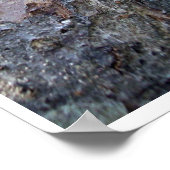 Beer Gebied in de boom Poster (Hoek)