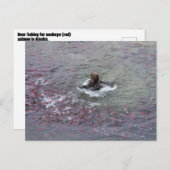 Beer Gevist voor zalm in Alaska Briefkaart (Voorkant / Achterkant)