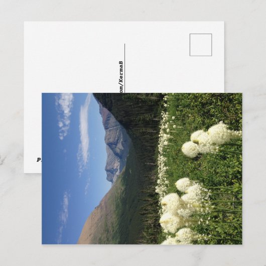 Beer Grass Glacier National Park Briefkaart (Voorkant / Achterkant)