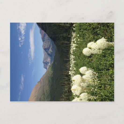 Beer Grass Glacier National Park Briefkaart (Voorkant)