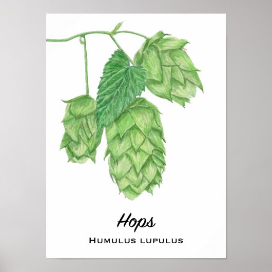 Beer Hops Waterverf Schilderen Poster (Voorkant)