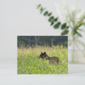 Beer in een veld briefkaart (Staand voorkant)