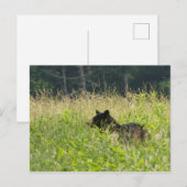 Beer in een veld briefkaart (Voorkant / Achterkant)