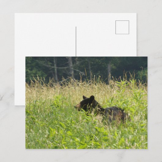 Beer in een veld briefkaart (Voorkant / Achterkant)