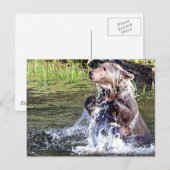Beer in het water briefkaart (Voorkant / Achterkant)