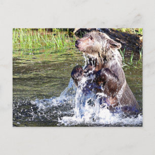 Beer in het water briefkaart