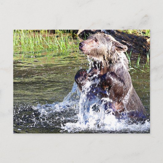 Beer in het water briefkaart (Voorkant)