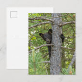 Beer klimboom briefkaart (Voorkant / Achterkant)