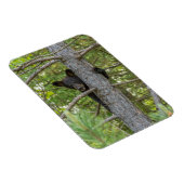 Beer klimboom magneet (Rechterzijde)