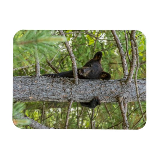 Beer klimboom magneet (Horizontaal)