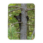 Beer klimboom magneet (Verticaal)