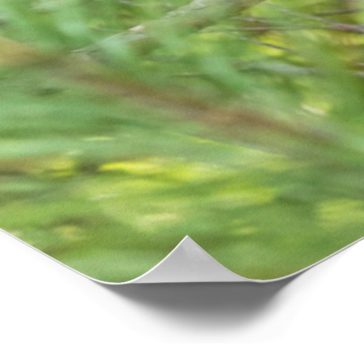 Beer klimboom poster (Hoek)