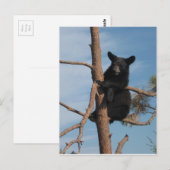 Beer knippen in een boom briefkaart (Voorkant / Achterkant)