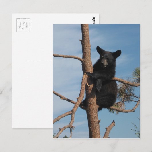 Beer knippen in een boom briefkaart (Voorkant / Achterkant)