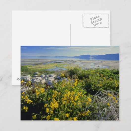 BEER LAKE, UT, US, apenbloem en tumbleweed, Briefkaart (Voorkant / Achterkant)