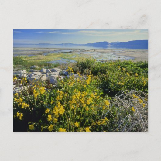 BEER LAKE, UT, US, apenbloem en tumbleweed, Briefkaart (Voorkant)