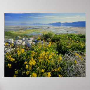 BEER LAKE, UT, US, apenbloem en tumbleweed, Poster