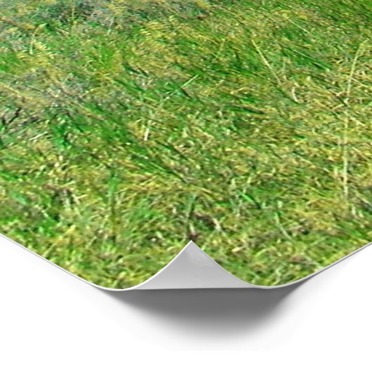 Beer Lake, Utah Poster (Hoek)