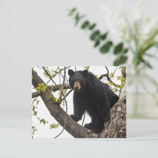 Beer met klimmen briefkaart (Staand voorkant)