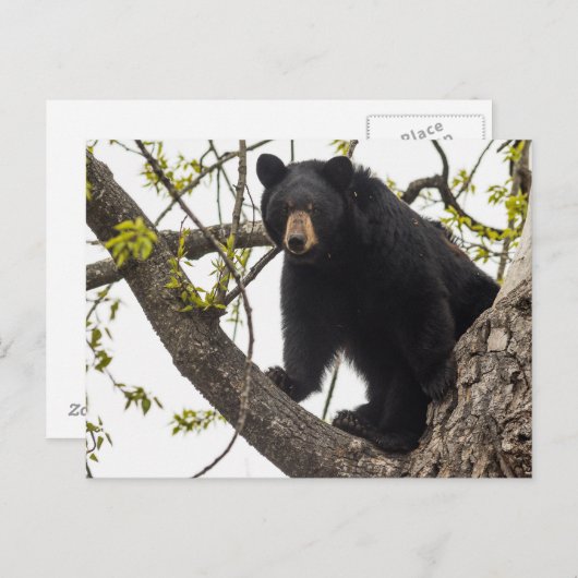 Beer met klimmen briefkaart (Voorkant / Achterkant)