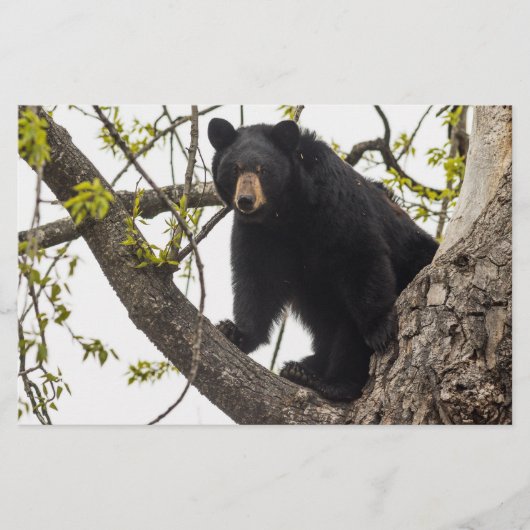 Beer met klimmen briefpapier (Voorkant)