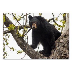 Beer met klimmen kaart