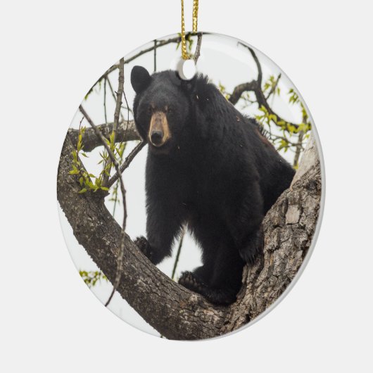 Beer met klimmen keramisch ornament (Links)