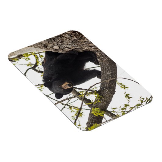 Beer met klimmen magneet (Rechterzijde)