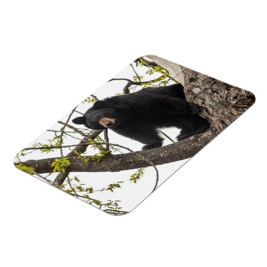 Beer met klimmen magneet (Linkerzijde)