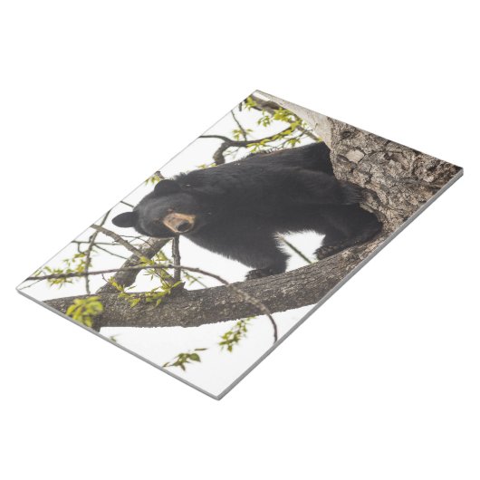 Beer met klimmen notitieblok (Schuin)