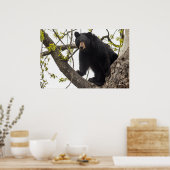 Beer met klimmen poster (Keuken)