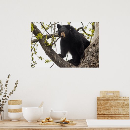 Beer met klimmen poster (Keuken)