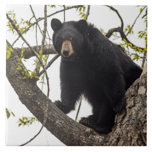 Beer met klimmen tegeltje (Voorkant)