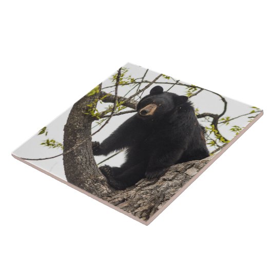 Beer met klimmen tegeltje (Zijkant)