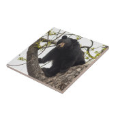 Beer met klimmen tegeltje (Zijkant)