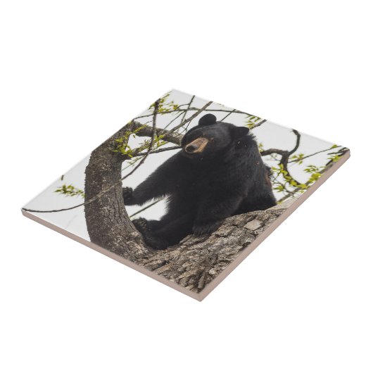 Beer met klimmen tegeltje (Zijkant)