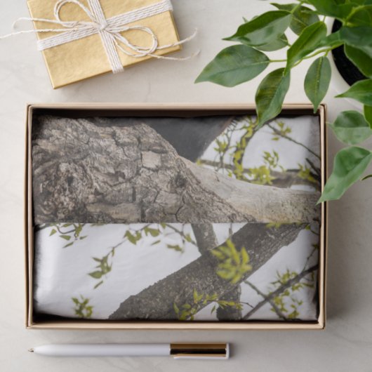 Beer met klimmen tissuepapier (Geschenk)