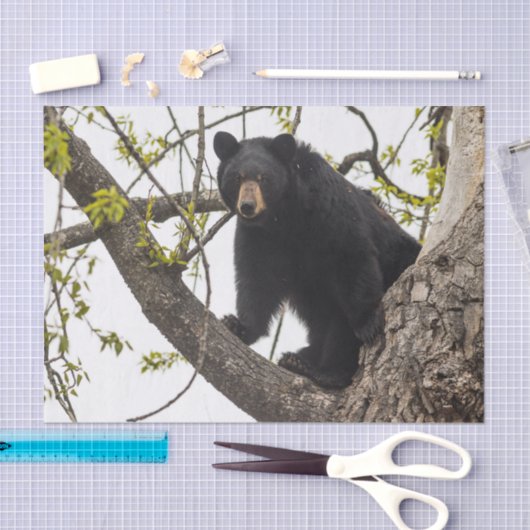 Beer met klimmen tissuepapier (Craft)