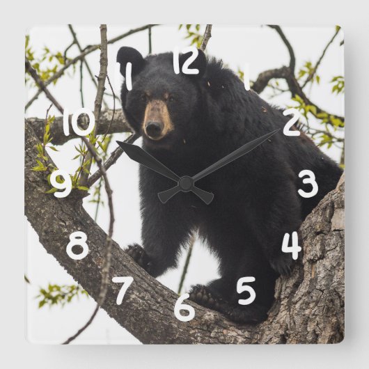 Beer met klimmen vierkante klok (Voorkant)