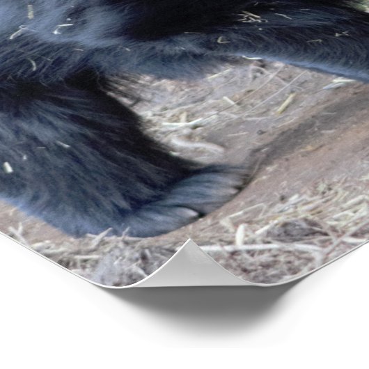 Beer met sleuf poster (Hoek)