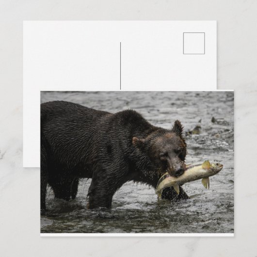 beer met zalm in zijn mond briefkaart (Voorkant / Achterkant)