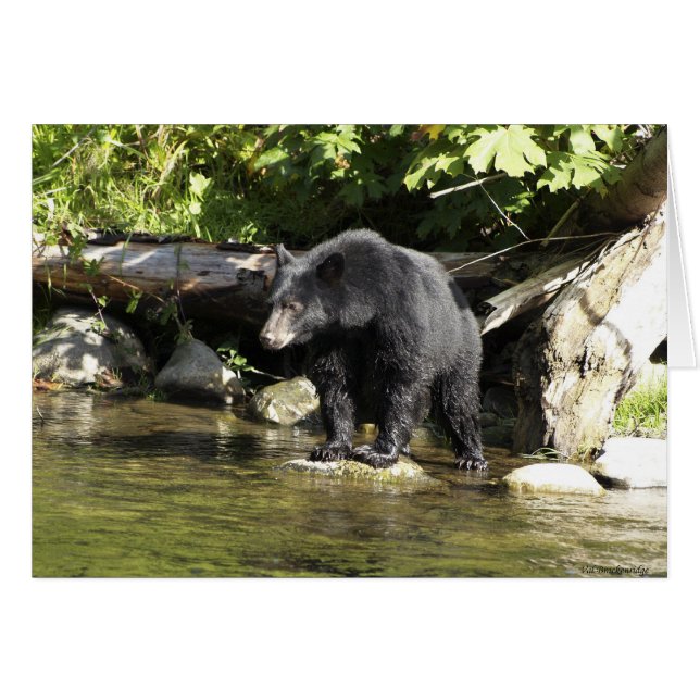 Beer Ontwerp voor Dier en Wildlife-Supporters (Voorkant Horizontaal)