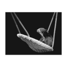 Beer op de Zacht in Zwart-wit