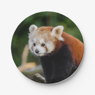 Beer Red Panda Papieren Bordje