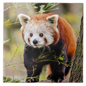 Beer Red Panda Tegeltje (Voorkant)