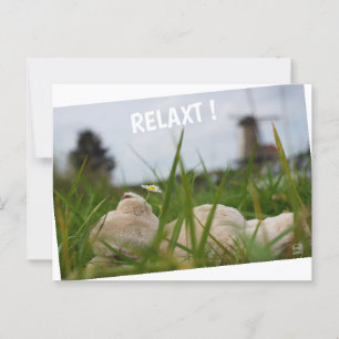 Beer relaxt in natuur met Hollandse molen. Briefkaart