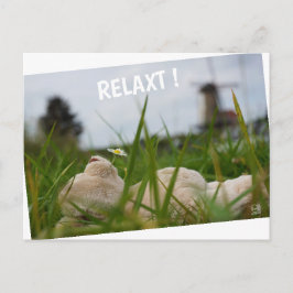 Beer relaxt in natuur met Hollandse molen. Briefkaart