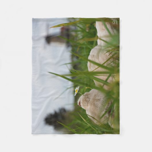 Beer relaxt in natuur met Hollandse molen. Fleece Deken (Voorkant)