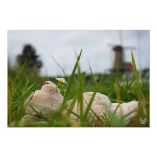 Beer relaxt in natuur met Hollandse molen. Foto Afdruk