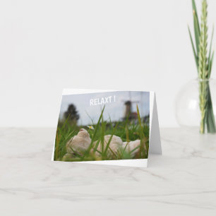 Beer relaxt in natuur met Hollandse molen. Kaart